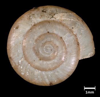 Media type: image;   Malacology 382076 Aspect: apical